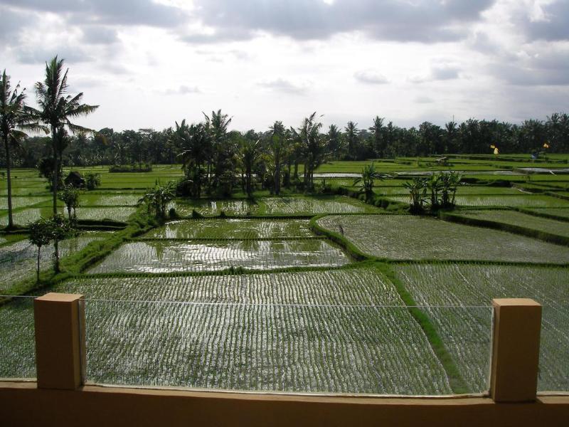 Green Field Hotel And Bungalow Ubud  Exterior photo
